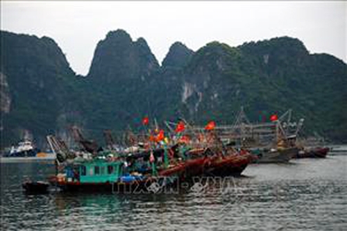 Cập nhật bão số 1: Quảng Ninh, Hải Phòng còn 2.577 khách du lịch lưu trú trên các đảo 